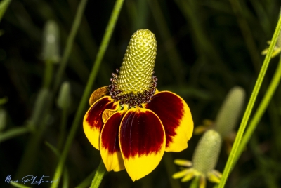 Mexican Hat April 2025
